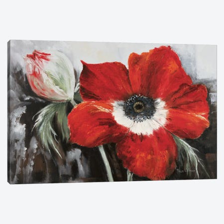 Poppy In Full Bloom Canvas Print #HAA7} by Rian Withaar Canvas Art Print