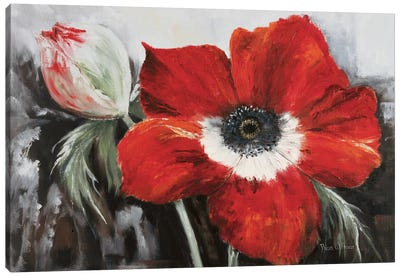 Poppy In Full Bloom Canvas Art Print - Floral Close-Up Art