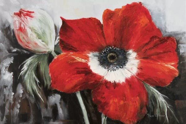 Floral Close-Ups: Poppy In Full Bloom by Rian Withaar