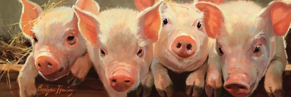 Pigs: The Big Squeeze by Carolyne Hawley