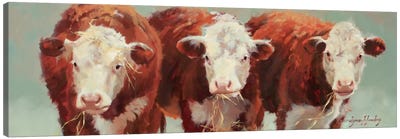 Three Of A Kind Canvas Art Print - Cow Art