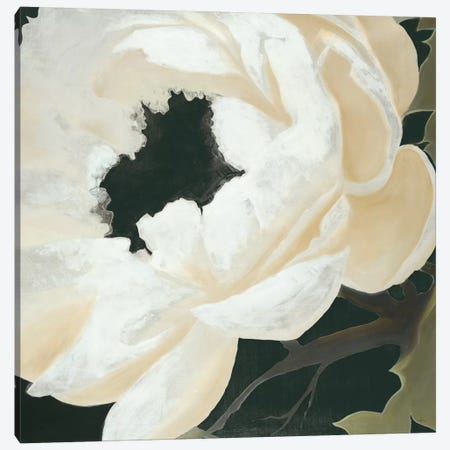 Floral Study Canvas Print #HAX5} by KC Haxton Canvas Print