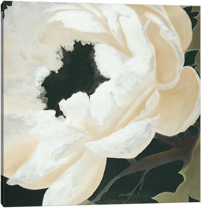 Floral Study Canvas Art Print - KC Haxton