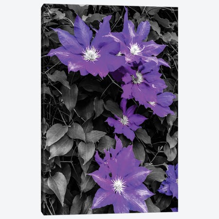 Purple and Grey Clematis Canvas Print #HBN29} by Heidi Bannon Canvas Print