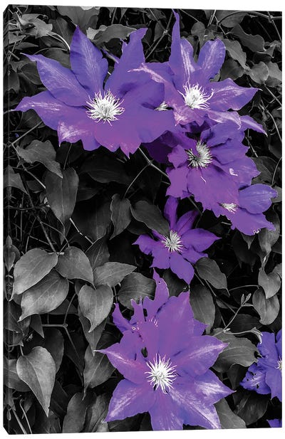 Purple and Grey Clematis Canvas Art Print