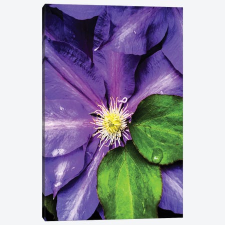 Clematis Spring Canvas Print #HBN8} by Heidi Bannon Canvas Wall Art