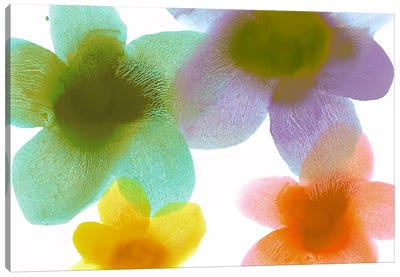 Floral Blooms II Canvas Art Print - Hannah Carlson
