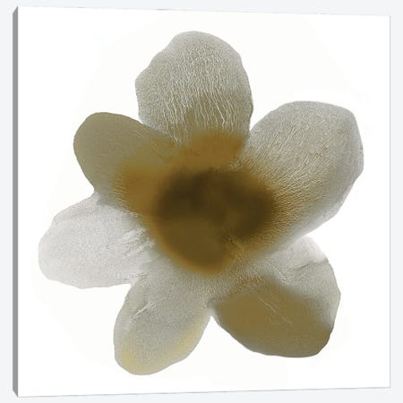 Taupe Bloom I Canvas Print #HCA47} by Hannah Carlson Canvas Art