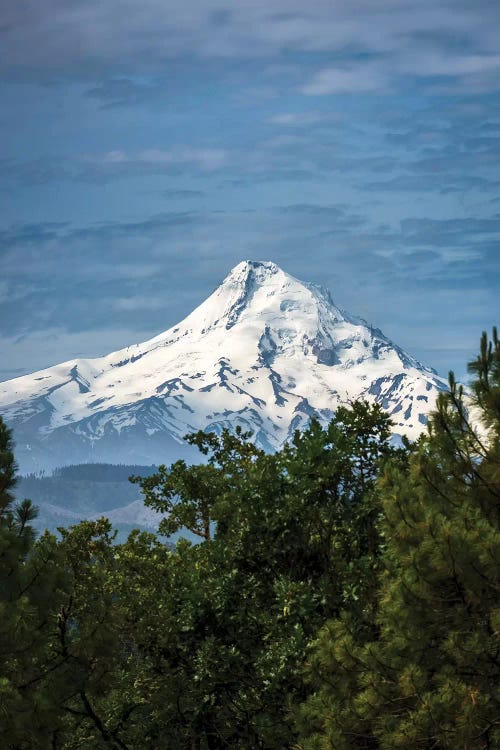 Snowcapped Mt. Jefferson framed by trees in the foreground