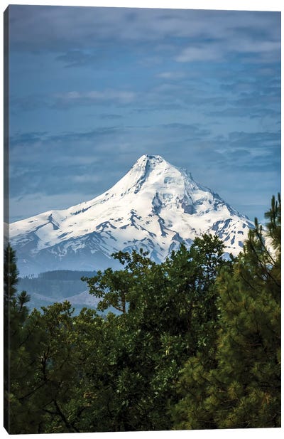 Snowcapped Mt. Jefferson framed by trees in the foreground Canvas Art Print - Oregon Art
