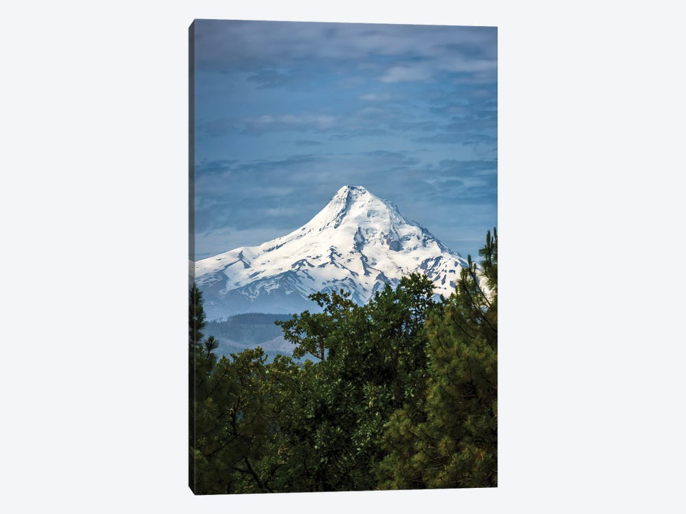 Snowcapped Mt. Jefferson framed by trees in the foreground by Sheila Haddad 1-piece Art Print