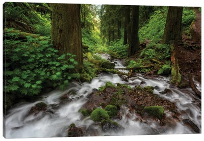 Soft moving stream through a canyon of forest Canvas Art Print - Calm Art