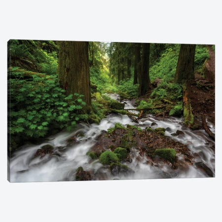 Soft moving stream through a canyon of forest Canvas Print #HDD14} by Sheila Haddad Canvas Print
