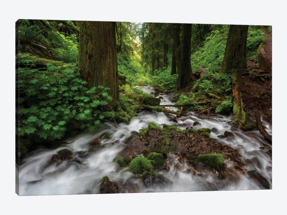 Soft moving stream through a canyon of forest by Sheila Haddad 1-piece Canvas Wall Art