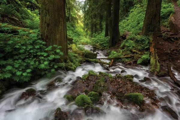 Sheila Haddad: Soft moving stream through a canyon of forest by Sheila Haddad