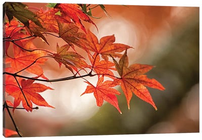 Autumn Leaves Of A Japanese Maple In Zoom Canvas Art Print - Maple Tree Art