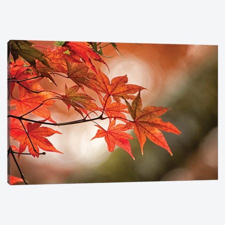 Autumn Leaves Of A Japanese Maple In Zoom Canvas Print #HDD1} by Sheila Haddad Canvas Art