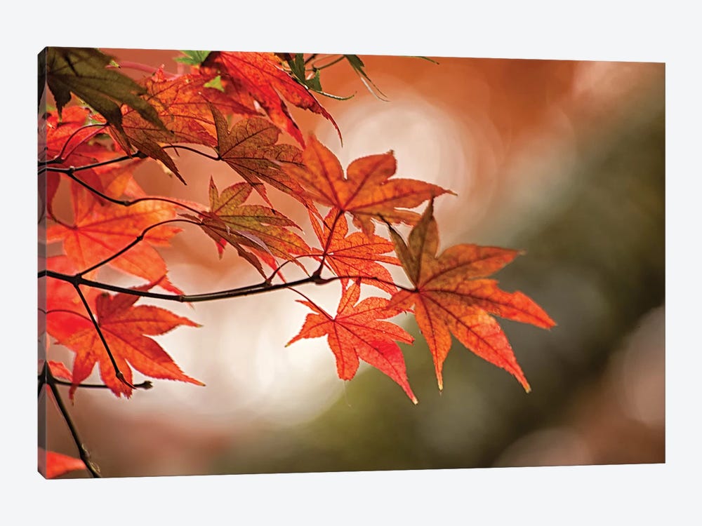 Autumn Leaves Of A Japanese Maple In Zoom by Sheila Haddad 1-piece Canvas Wall Art