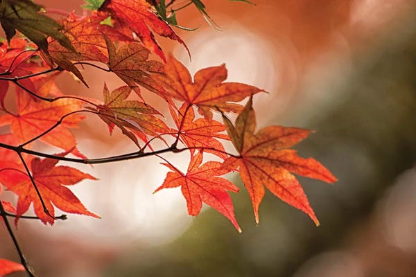 Japanese Maple Trees: Autumn Leaves Of A Japanese Maple In Zoom by Sheila Haddad