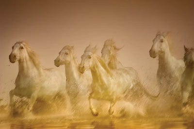 Galloping Herd Of Camargue Horses II, Camargue, Provence-Alpes-Cote d'Azur, France by Sheila Haddad canvas print