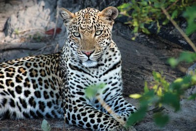 Black & Dark Art - Canvas Prints: Close Up Leopard Portrait Sitting by Sheila Haddad