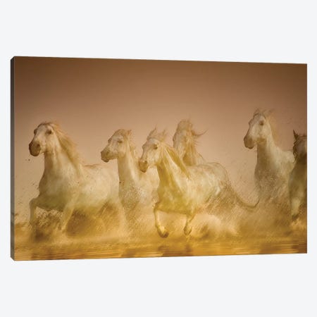 Galloping Herd Of Camargue Horses II, Camargue, Provence-Alpes-Cote d'Azur, France Canvas Print #HDD2} by Sheila Haddad Canvas Wall Art