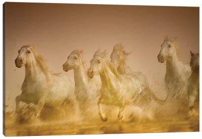 Galloping Herd Of Camargue Horses II, Camargue, Provence-Alpes-Cote d'Azur, France Canvas Art Print