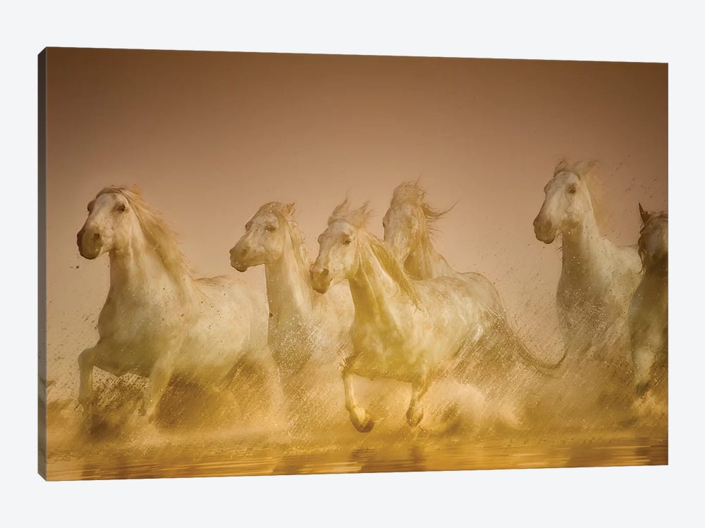 Galloping Herd Of Camargue Horses II, Camargue, Provence-Alpes-Cote d'Azur, France by Sheila Haddad 1-piece Canvas Art Print