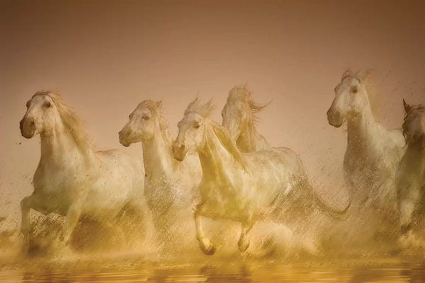 Sheila Haddad: Galloping Herd Of Camargue Horses II, Camargue, Provence-Alpes-Cote d'Azur, France by Sheila Haddad