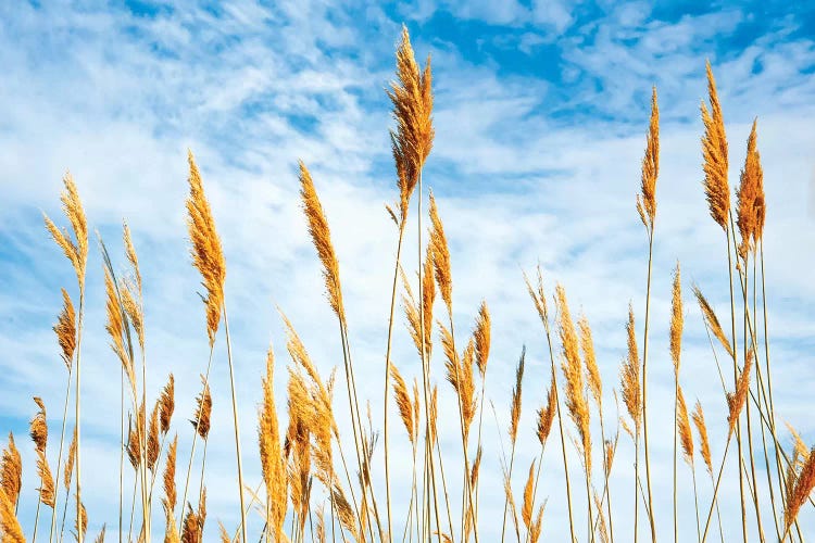 Wheat blowing in the wind