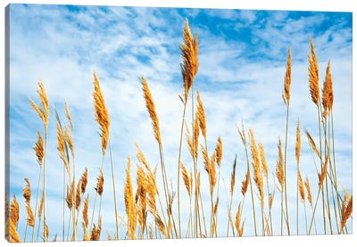Wheat blowing in the wind Canvas Art Print