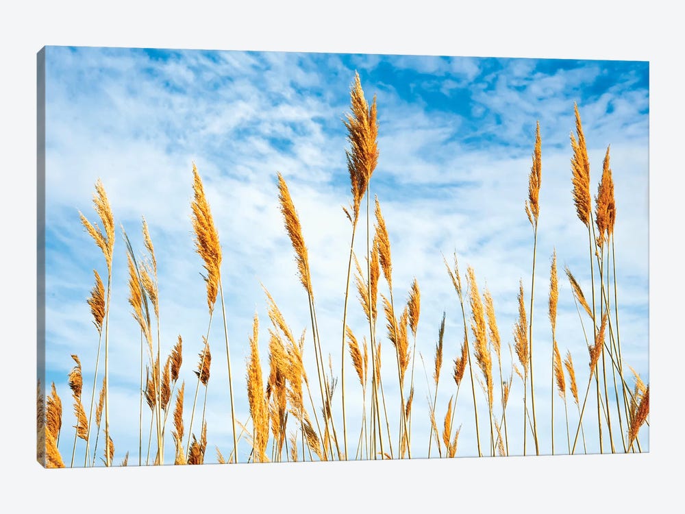 Wheat blowing in the wind by Sheila Haddad 1-piece Canvas Print