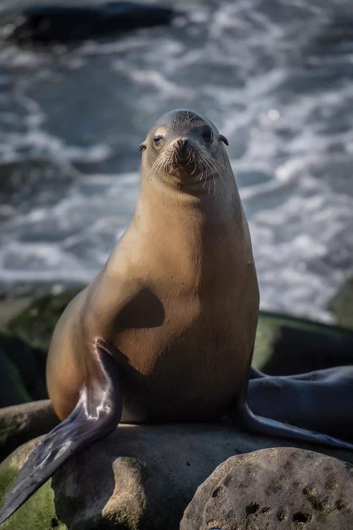 Full view of a sea lion perched on a rock