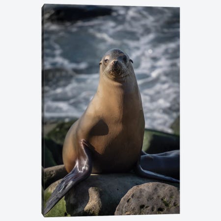 Full view of a sea lion perched on a rock Canvas Print #HDD7} by Sheila Haddad Canvas Art Print