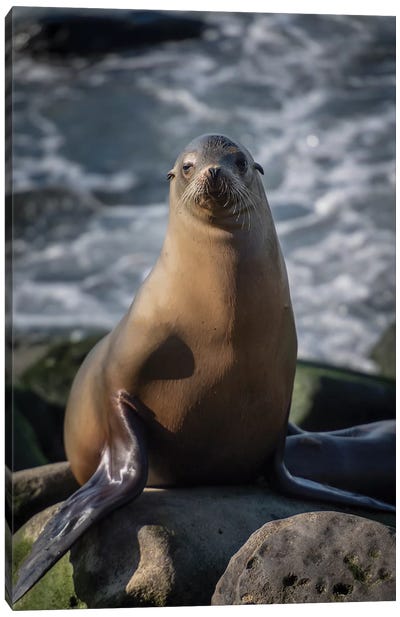 Full view of a sea lion perched on a rock Canvas Art Print