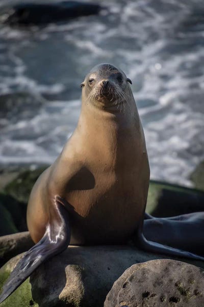 Seals & Sea Lions: Full view of a sea lion perched on a rock by Sheila Haddad