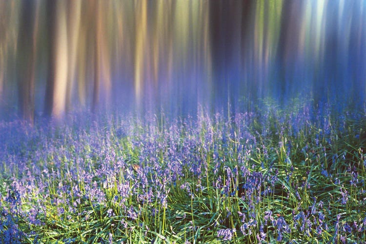 Bluebell Woods by Stephen Hodgetts wall art