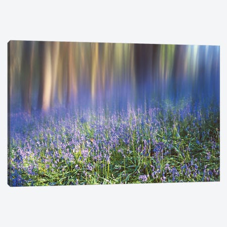 Bluebell Woods Canvas Print #HDG112} by Stephen Hodgetts Canvas Print