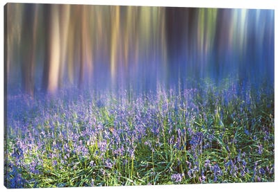 Bluebell Woods Canvas Art Print - Stephen Hodgetts