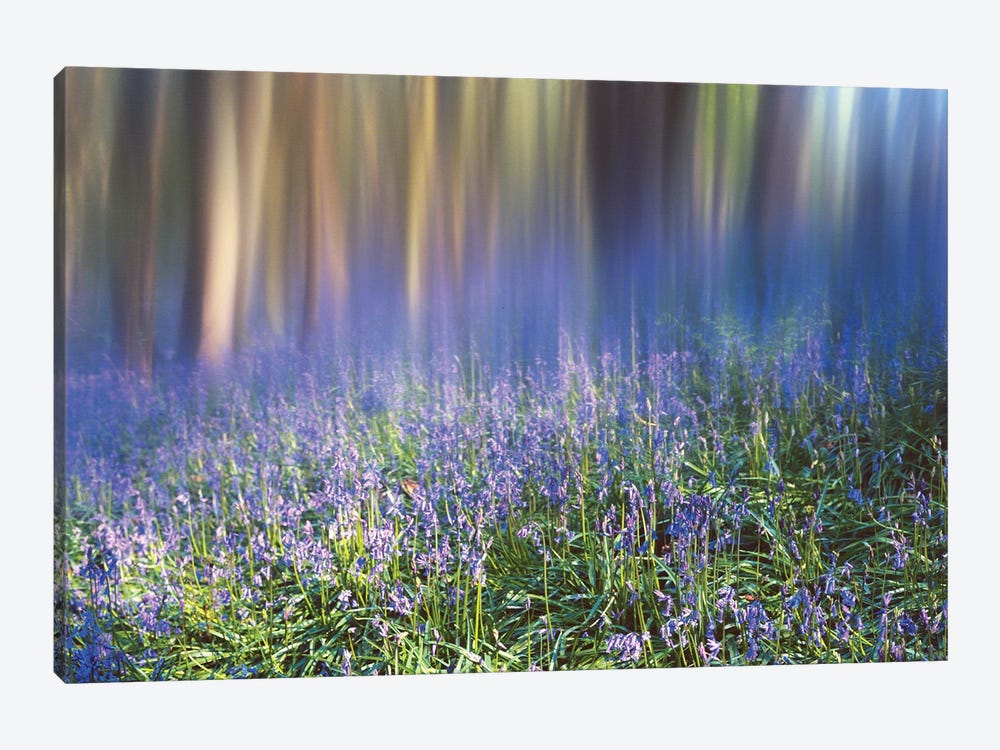 Bluebell Woods by Stephen Hodgetts 1-piece Canvas Artwork