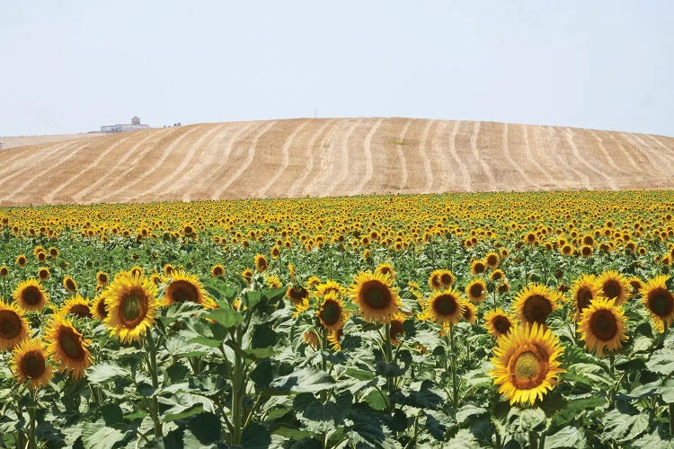 Sunflowers Cadiz by Stephen Hodgetts wall art