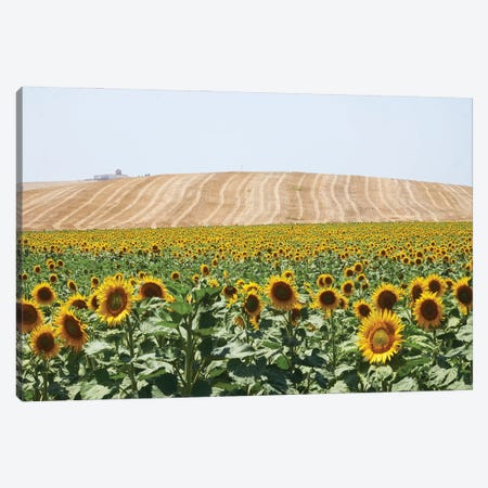 Sunflowers Cadiz Canvas Print #HDG113} by Stephen Hodgetts Canvas Art Print