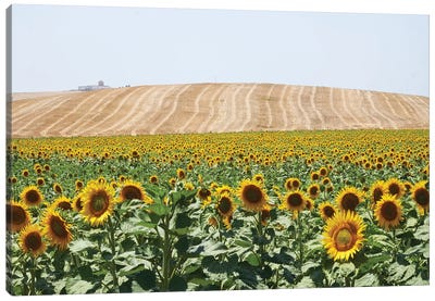 Sunflowers Cadiz Canvas Art Print