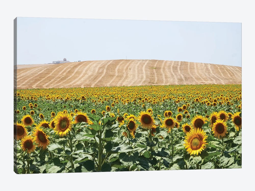 Sunflowers Cadiz by Stephen Hodgetts 1-piece Canvas Print