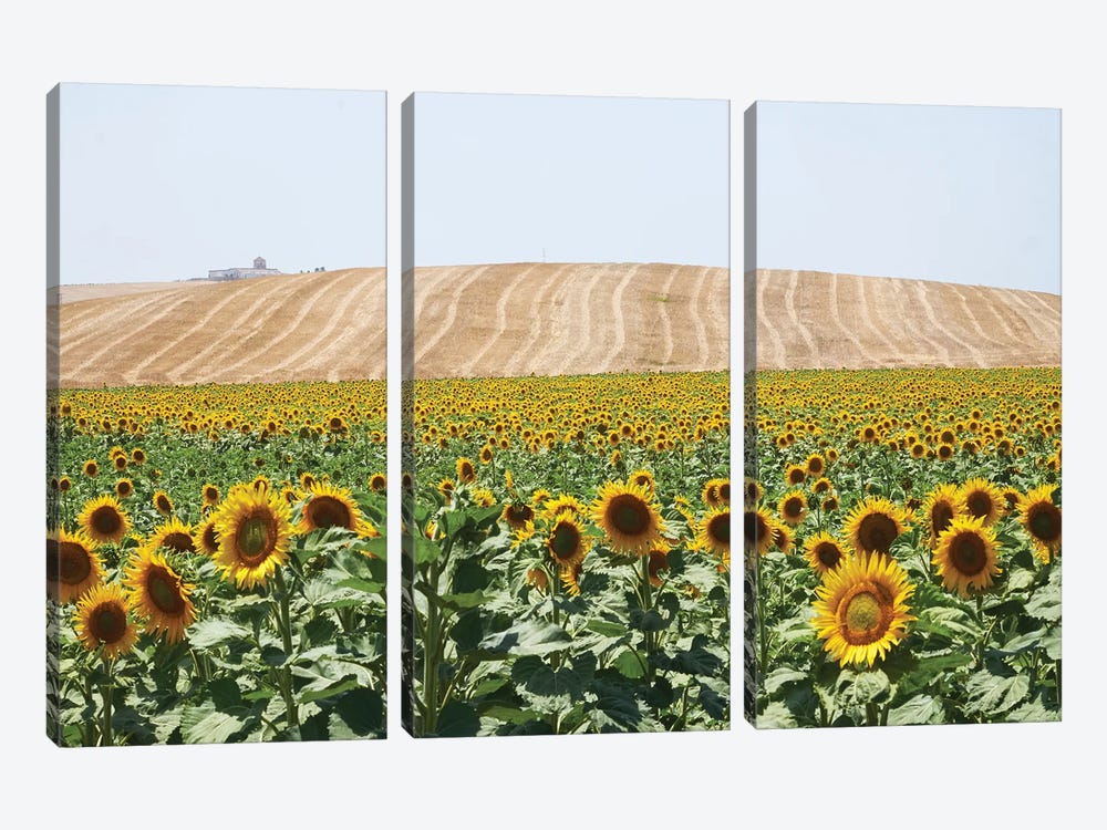 Sunflowers Cadiz by Stephen Hodgetts 3-piece Canvas Print