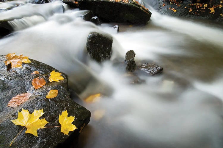 Autumn Water Color