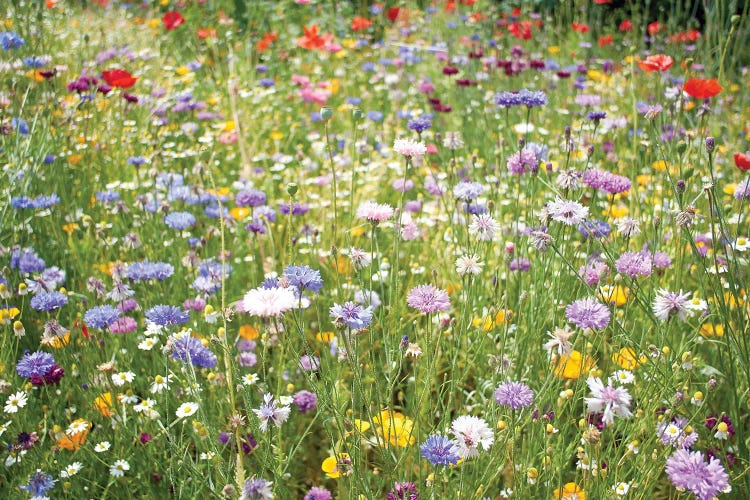 Wild Flowers Scotland