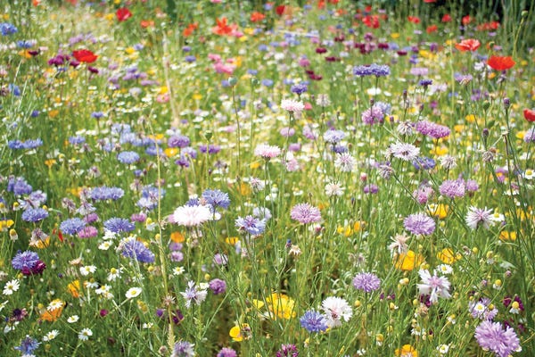Stephen Hodgetts: Wild Flowers Scotland by Stephen Hodgetts