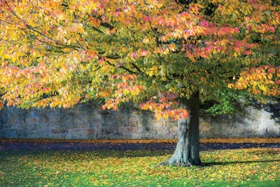 Autumn Tree England UK by Stephen Hodgetts canvas print