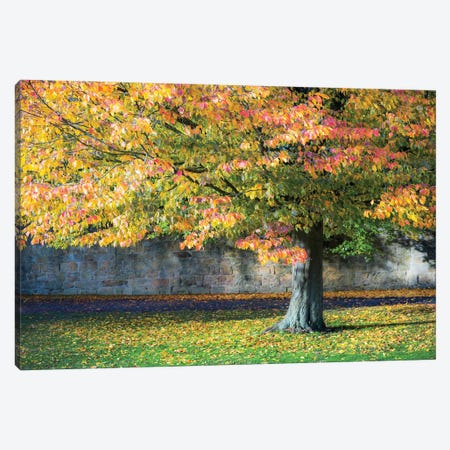 Autumn Tree England UK Canvas Print #HDG118} by Stephen Hodgetts Art Print